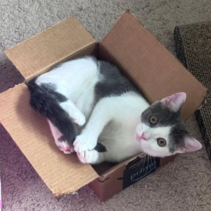 A young small-sized female White Domestic Short Hair cat named Mollie for adoption in White, GA