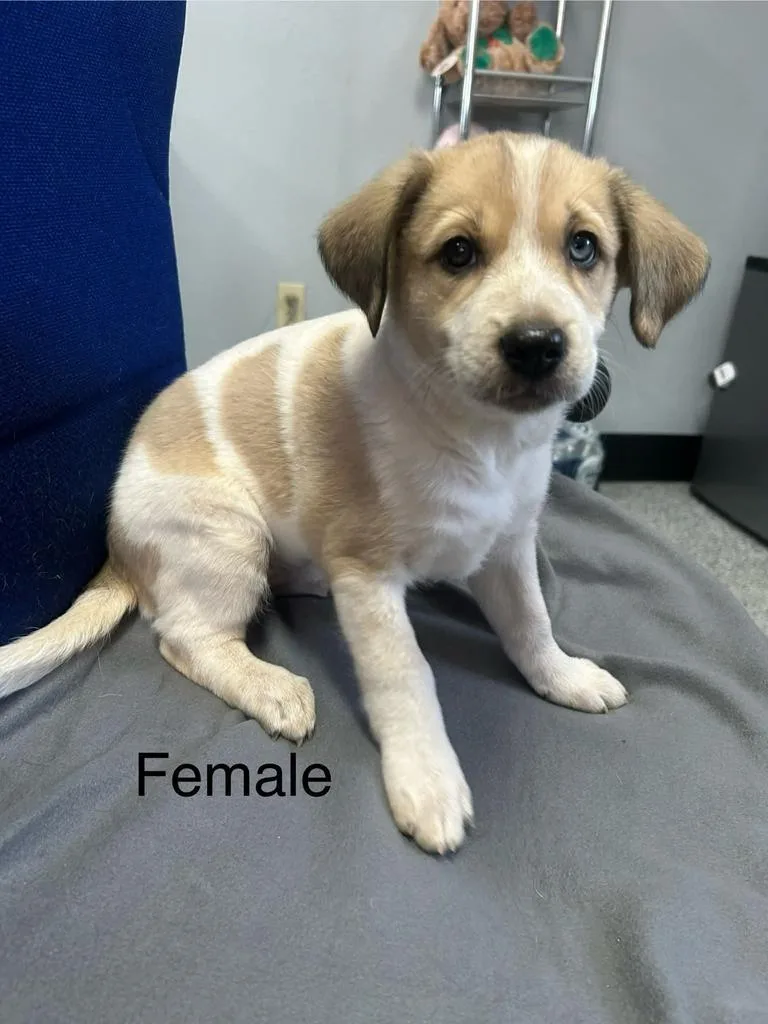 A baby medium-sized female Mixed Breed dog named Josephine for adoption in Holbrook, AZ