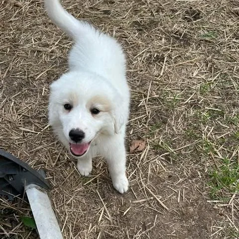 A baby large-sized female White / Cream Great Pyrenees dog named Juno for adoption in Overland Park, KS