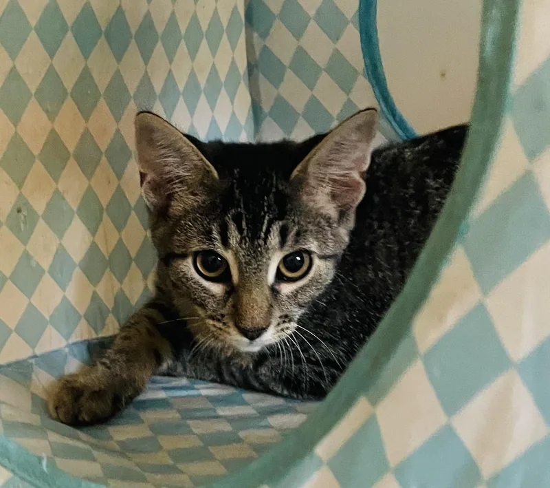 A baby small-sized female Tabby (Gray / Blue / Silver) Domestic Short Hair cat named Yuzu for adoption in Covina , CA