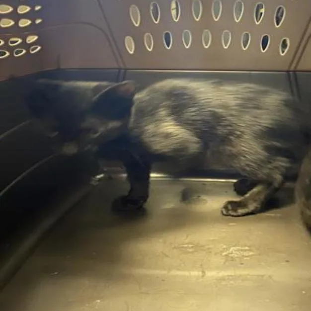 A baby small-sized female Black Domestic Short Hair cat named Wicked for adoption in Grantsville, UT