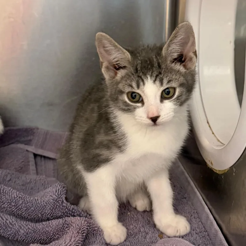 A baby small-sized male White Domestic Short Hair cat named Sauce for adoption in Philadelphia, PA