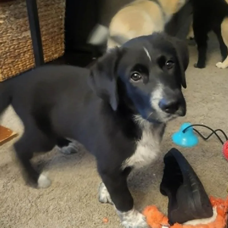 A baby large-sized male Black Mixed Breed dog named Radish for adoption in Olathe, KS