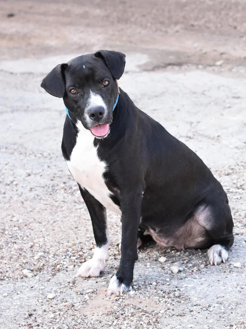 An adult medium-sized female Mixed Breed dog named Marley for adoption in Houston, TX