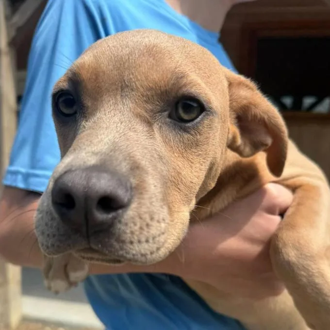 A young medium-sized female Brown / Chocolate Labrador Retriever dog named Caramello for adoption in Briarcliff Manor, NY