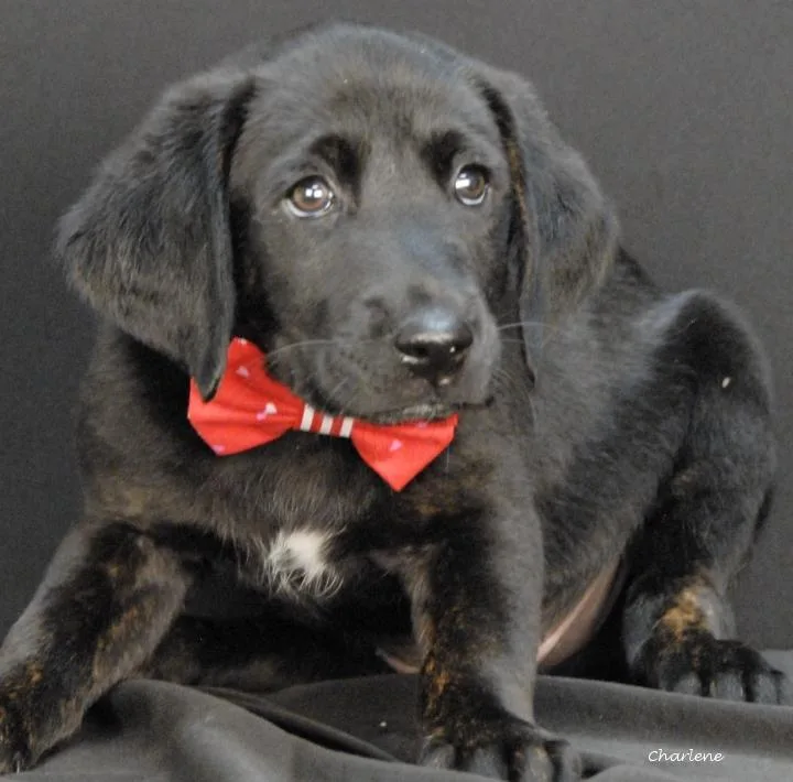 A baby medium-sized male Black Mouth Cur dog named Buick for adoption in Newland, NC