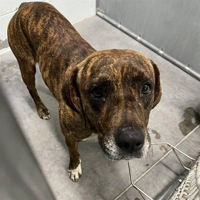 An adult large-sized female Plott Hound dog named Greta for adoption in Tavares, FL