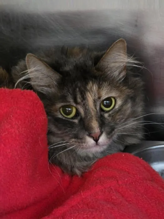 An adult medium-sized female Dilute Tortoiseshell Domestic Medium Hair cat named Jewel for adoption in Prineville, OR