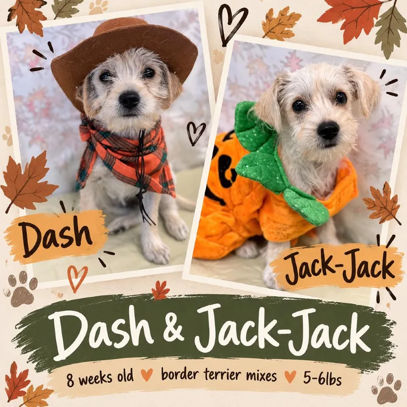 A baby small-sized female White / Cream Border Terrier dog named JackJack for adoption in Tacoma, WA