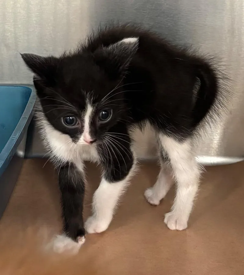 A baby small-sized male Domestic Short Hair cat named Rebel for adoption in Cartersville , GA
