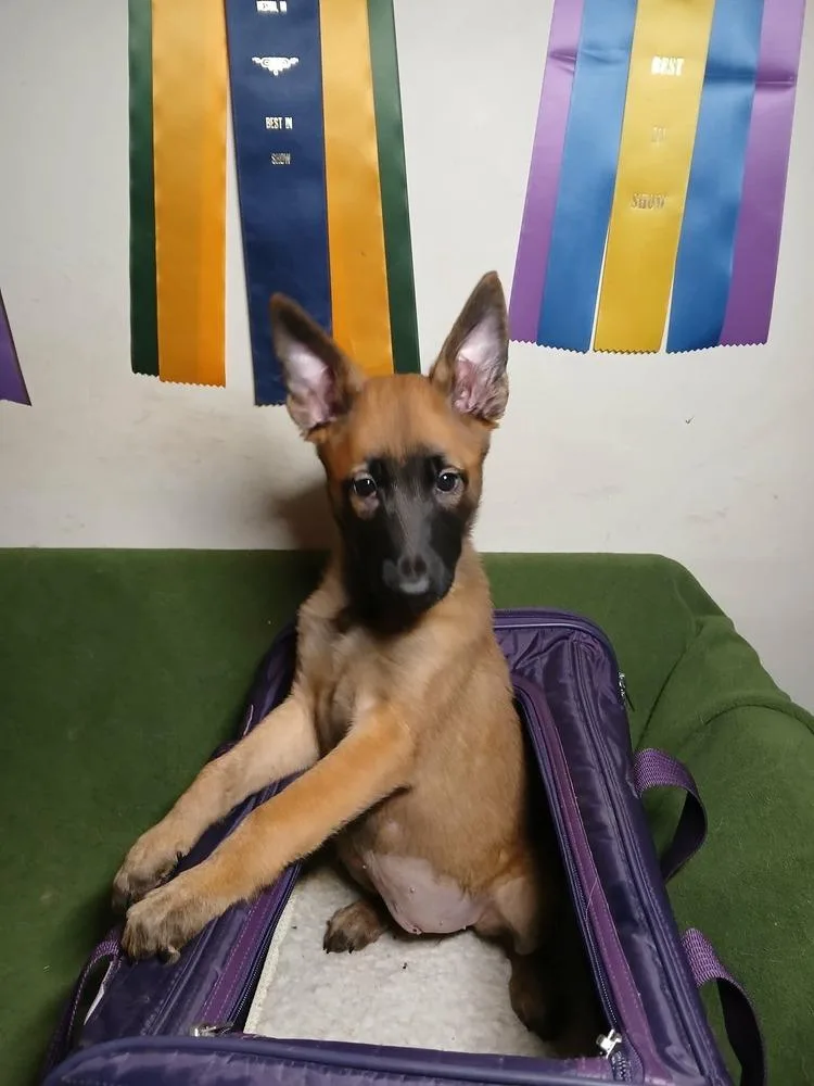 A baby small-sized female German Shepherd Dog dog named Firefly for adoption in Suamico, WI