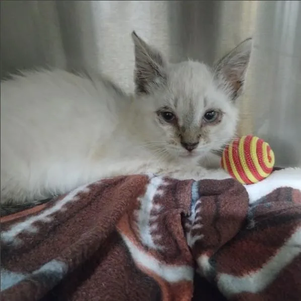 A baby small-sized female Siamese cat named A for adoption in Alameda, CA