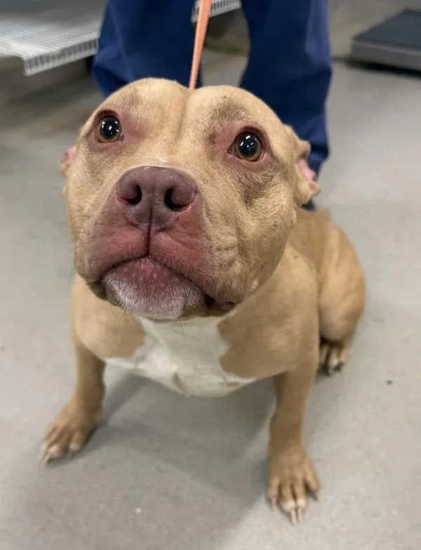 An adult medium-sized female Pit Bull Terrier dog named Crustacean for adoption in Millersville, MD