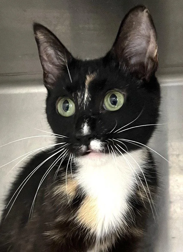 A young medium-sized female Tortoiseshell cat named Rhaenyra for adoption in Carrollton, GA
