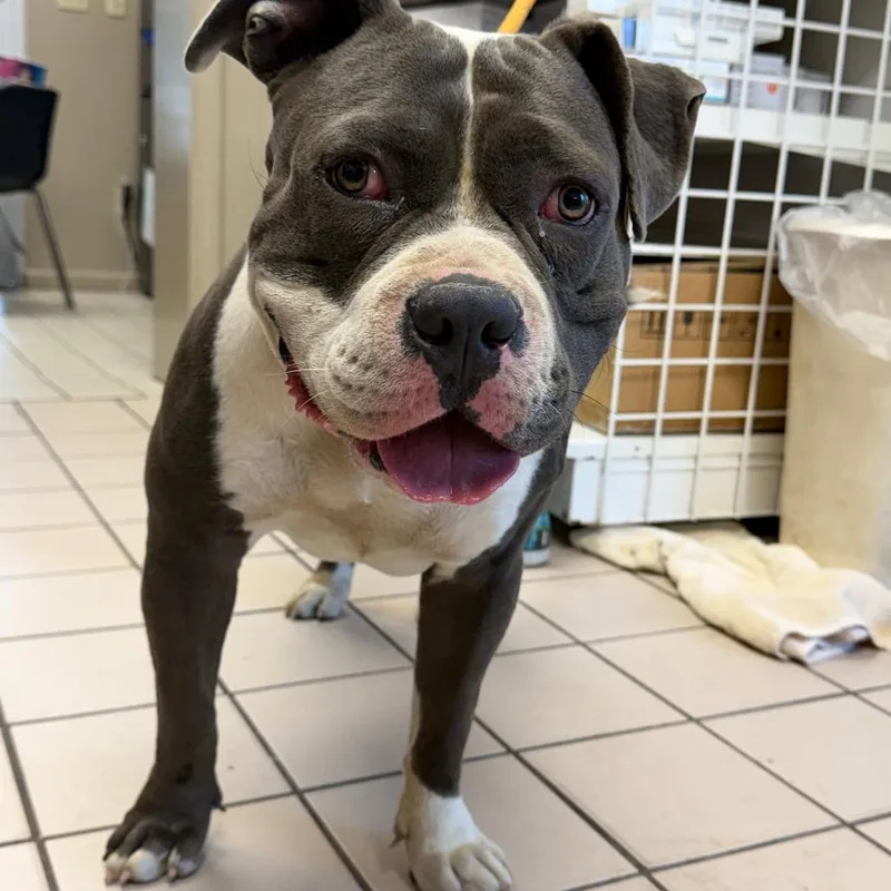 An adult large-sized male American Bulldog dog named TUSCStray for adoption in Tuscaloosa, AL
