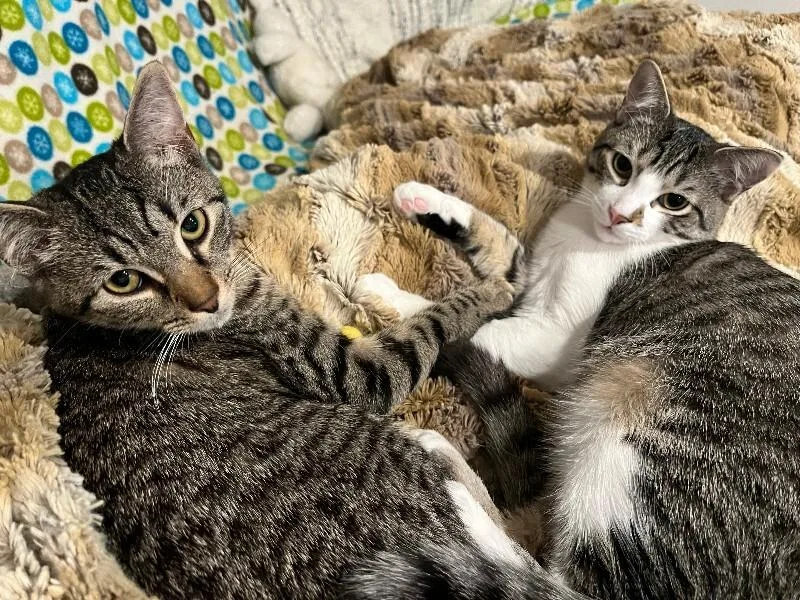 A young medium-sized female Tabby (Tiger Striped) Domestic Short Hair cat named Julian for adoption in Colmar, PA