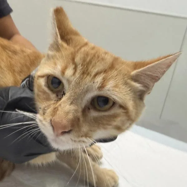 An adult medium-sized male Domestic Short Hair cat named Lumiere for adoption in San Diego, CA