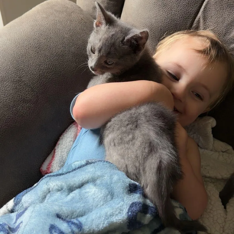 A baby medium-sized male Gray / Blue / Silver Domestic Short Hair cat named Johnny for adoption in Houston, TX