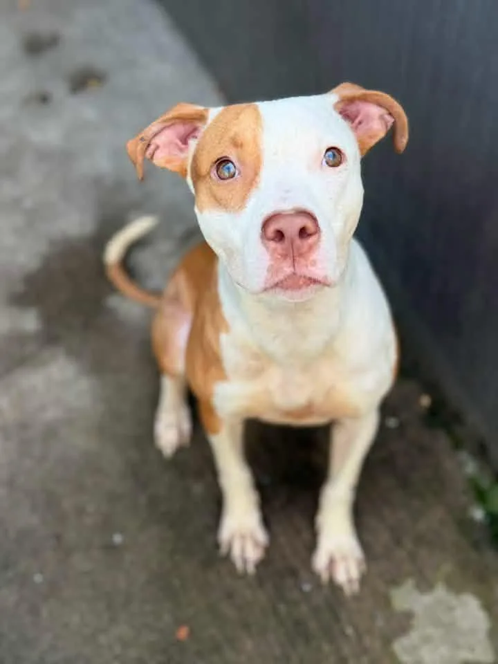 An adult medium-sized female Brown / Chocolate Pit Bull Terrier dog named Sorbet for adoption in Chicago, IL
