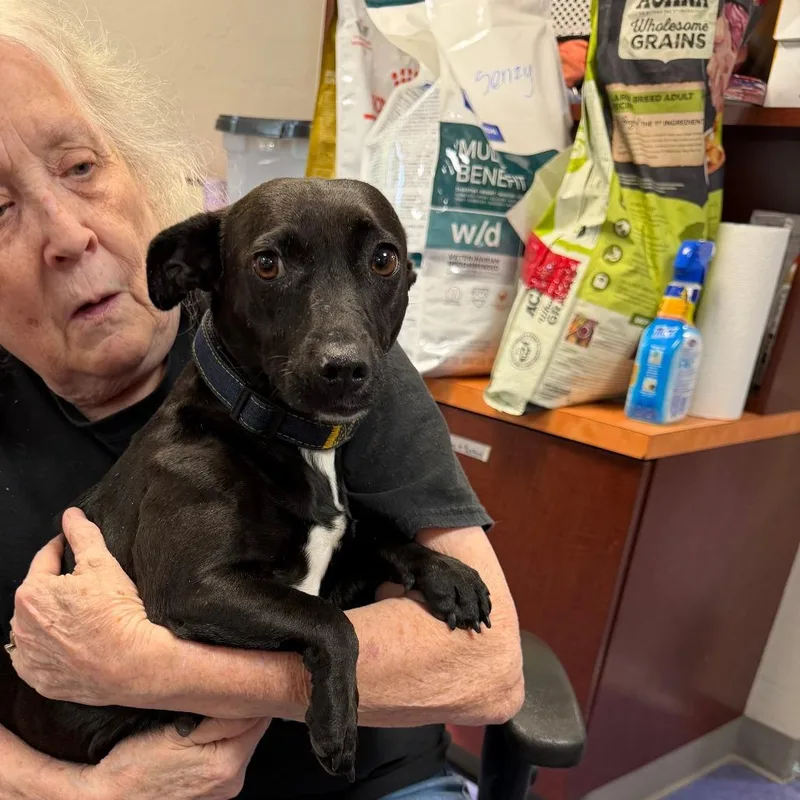 An adult small-sized female Black Chihuahua dog named Big Mama for adoption in Gainesville, FL