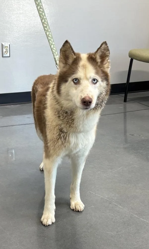 An adult small-sized female Siberian Husky dog named Ic Denali for adoption in Lawrenceville, GA