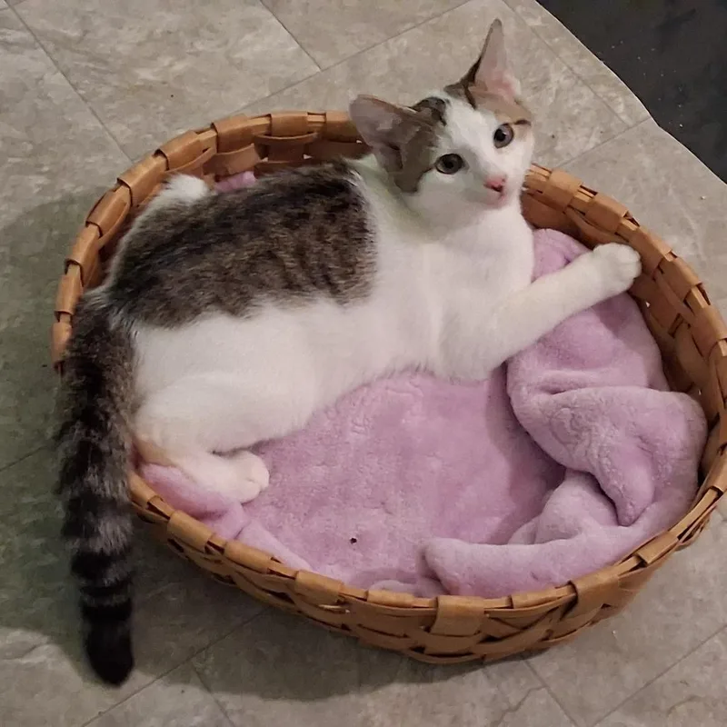 A baby medium-sized male White Domestic Short Hair cat named Ravioli for adoption in La Grange, KY