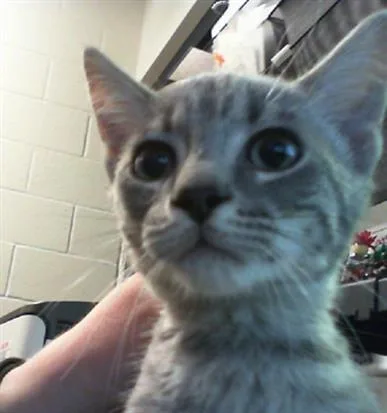 A baby small-sized male Domestic Short Hair cat named Billy for adoption in Charlotte, NC