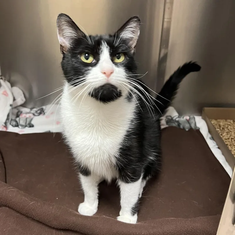 An adult small-sized female Black Domestic Short Hair cat named Freda for adoption in East Hampton, NY