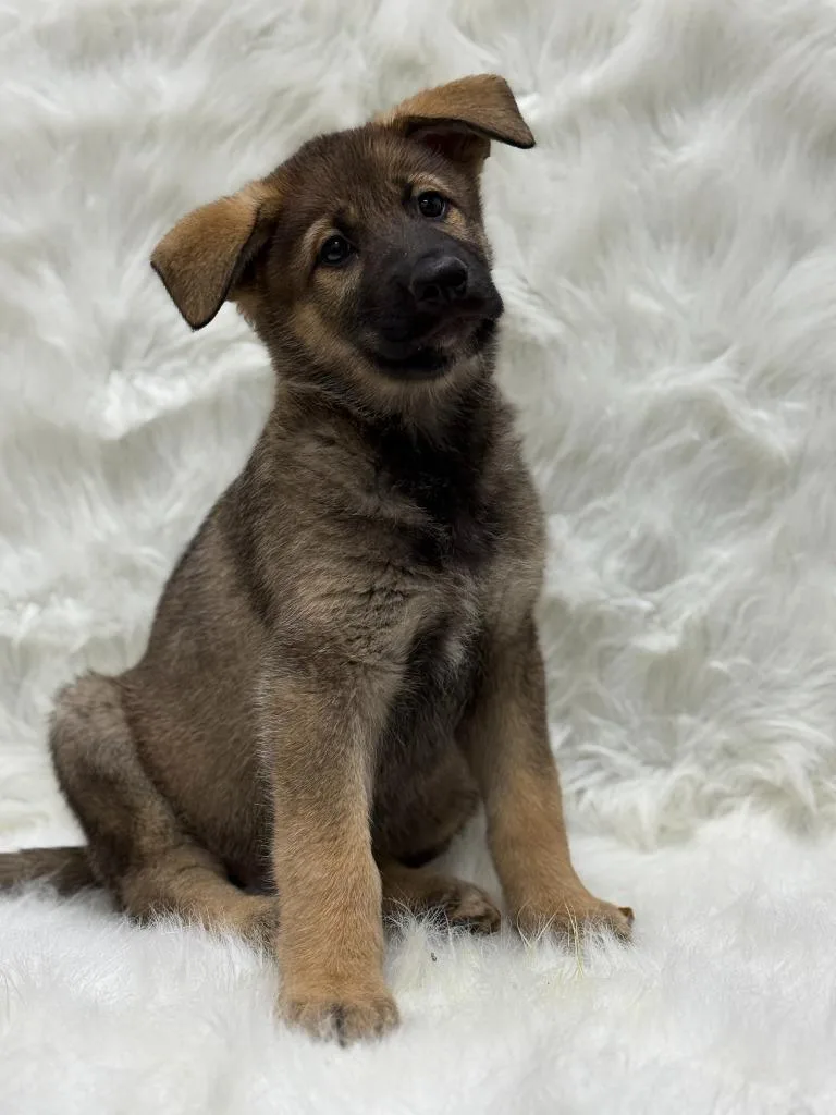 A baby large-sized female German Shepherd Dog dog named Dolly for adoption in Little Elm, TX