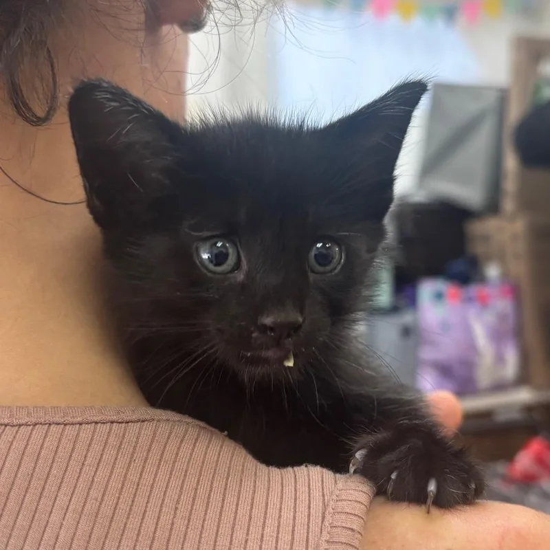 A baby small-sized female Domestic Short Hair cat named Aspen for adoption in Corpus Christi, TX