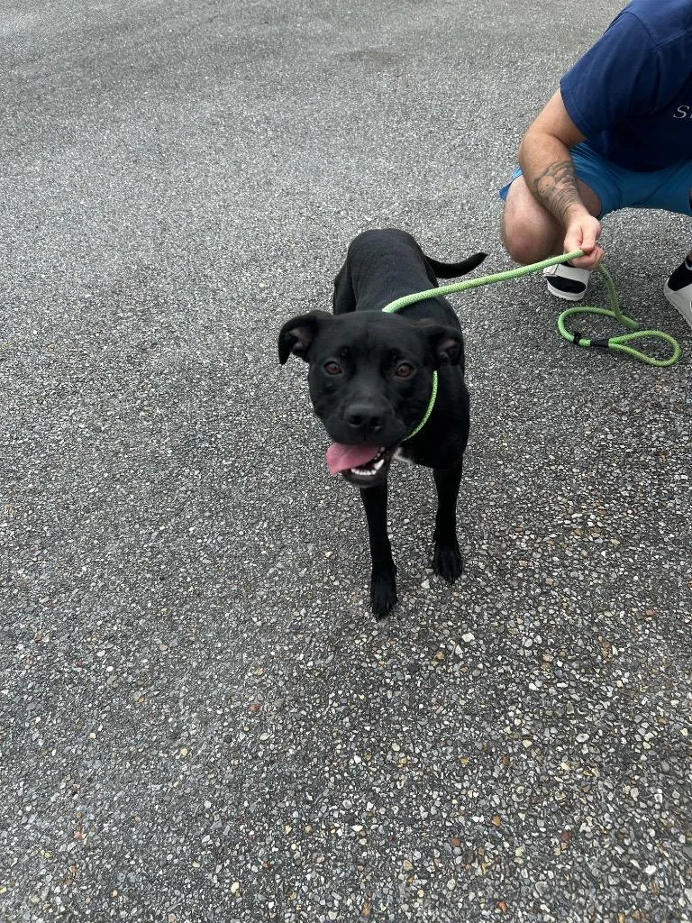 A young medium-sized female Labrador Retriever dog named Hellie for adoption in Gautier, MS