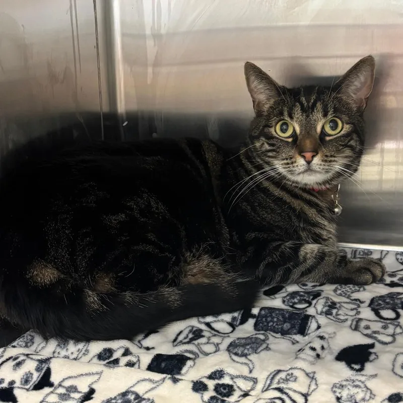 An adult medium-sized female Brown / Chocolate Domestic Short Hair cat named Zelda for adoption in Port Townsend, WA