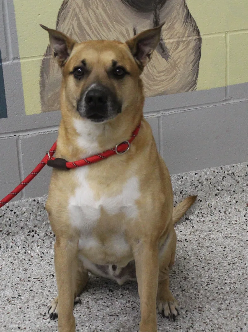 A senior large-sized male Yellow / Tan / Blond / Fawn Labrador Retriever dog named Alex for adoption in Heath, OH