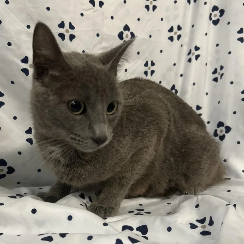 An adult medium-sized female Domestic Short Hair cat named Missy Moo for adoption in Coos Bay, OR