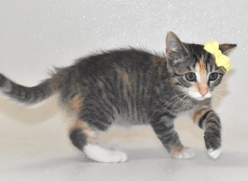 Tabitha thumbnail 2