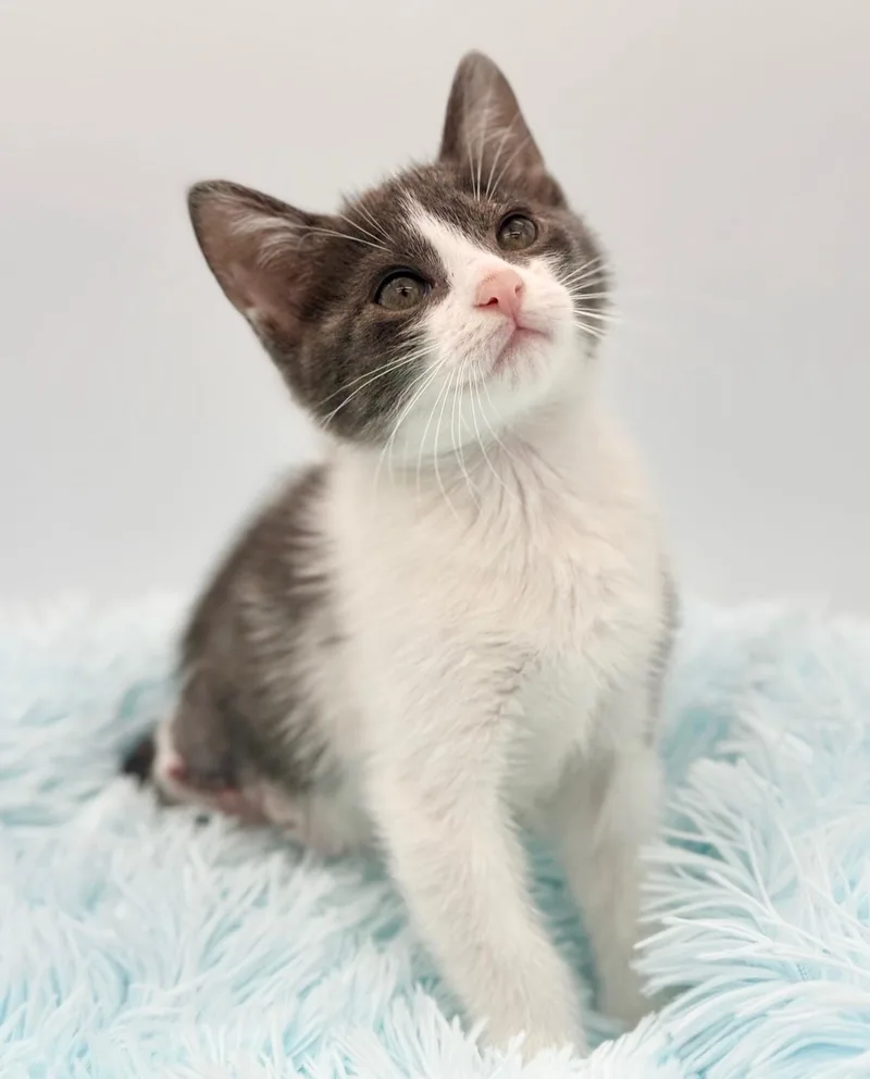 A baby medium-sized male Gray & White Domestic Short Hair cat named Wabi Sabi for adoption in Covington, LA