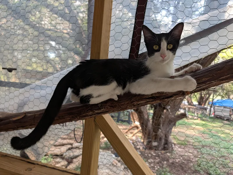 A young medium-sized male Domestic Short Hair cat named Rocky for adoption in Fischer, TX
