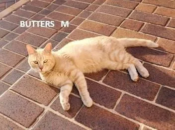 An adult medium-sized male Domestic Short Hair cat named Butters for adoption in Evergreen, CO