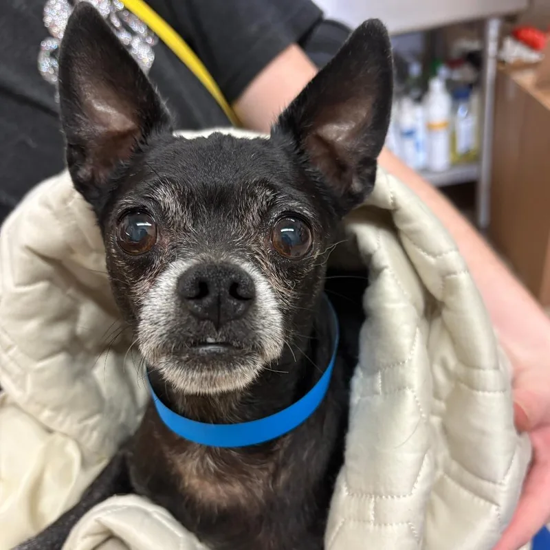 A senior small-sized male Chihuahua dog named Taco Bell for adoption in Ardmore, OK