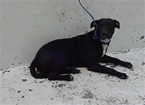 A young medium-sized female Staffordshire Bull Terrier dog named Karrah for adoption in Houston, TX