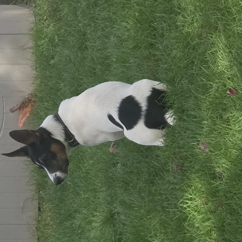 A young small-sized male Corgi dog named REX TRex for adoption in Lake Geneva, WI