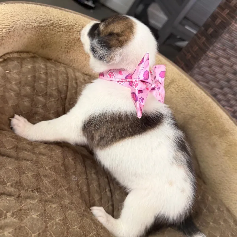 A baby large-sized male White / Cream Australian Cattle Dog / Blue Heeler dog named Big Red for adoption in Aledo, TX