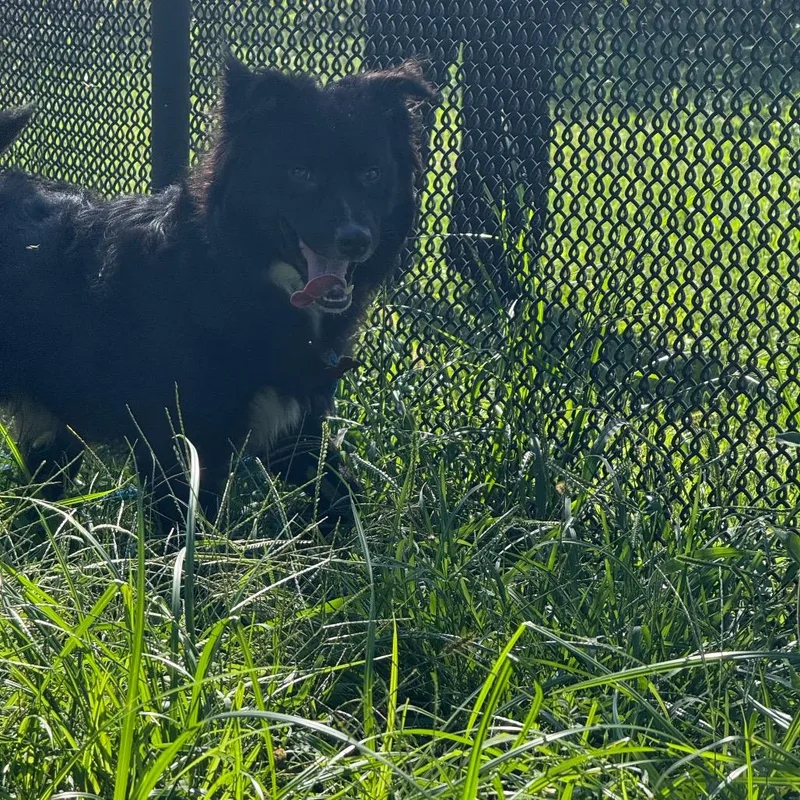 A young medium-sized male Black Australian Shepherd dog named Royal Blue for adoption in York, PA