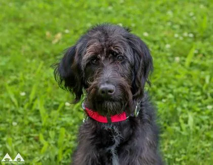 An adult medium-sized female Standard Poodle dog named Banana for adoption in Lowell, MA