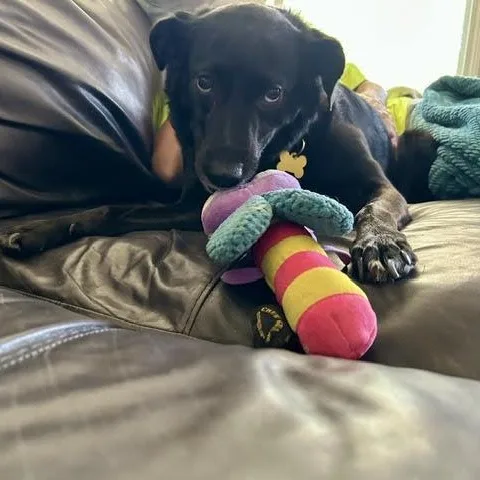 Polly thumbnail 6