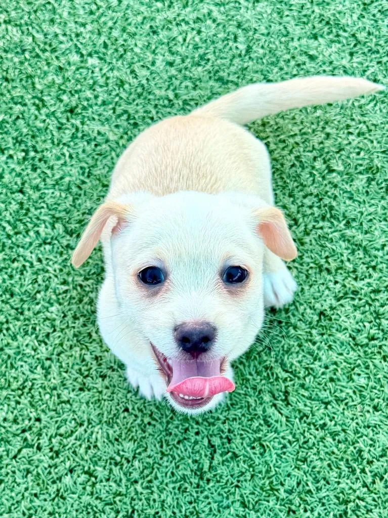 A baby small-sized male Wirehaired Terrier dog named Wobble for adoption in Cape Coral, FL