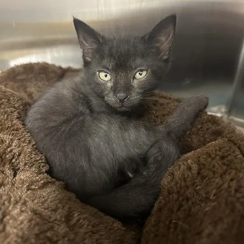 A baby small-sized male Black Domestic Short Hair cat named Loki for adoption in Clearwater, FL