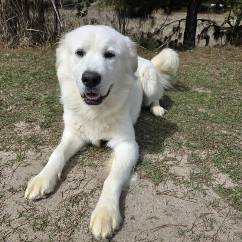 A young large-sized male Apricot / Beige Great Pyrenees dog named Beasley for adoption in Foley, AL
