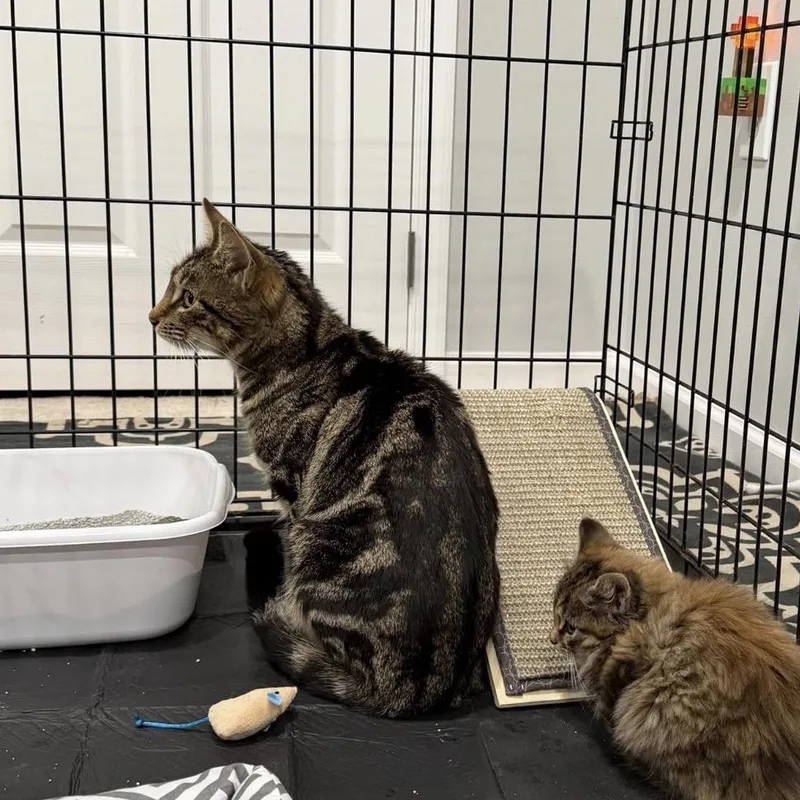 A young small-sized female Brown / Chocolate Domestic Short Hair cat named Mama Maple for adoption in Inwood, WV