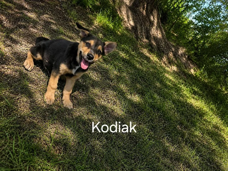 A baby large-sized male German Shepherd Dog dog named Kodiak for adoption in Midway, UT